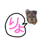 ヨーキー ヴィヴィちゃん1（個別スタンプ：23）