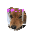 たらちゃん 1（個別スタンプ：5）