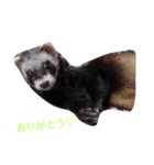イタチくん（個別スタンプ：5）