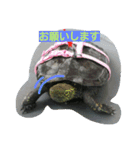亀のジェニちゃん（個別スタンプ：2）