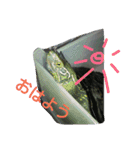 亀のジェニちゃん（個別スタンプ：5）