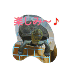 亀のジェニちゃん（個別スタンプ：10）