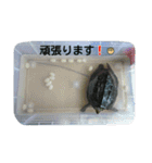 亀のジェニちゃん（個別スタンプ：11）