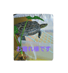 亀のジェニちゃん（個別スタンプ：12）