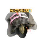 亀のジェニちゃん（個別スタンプ：16）