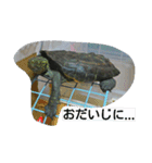 亀のジェニちゃん（個別スタンプ：19）