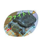 亀のジェニちゃん（個別スタンプ：21）