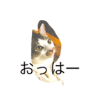 猫スタンピー（個別スタンプ：1）