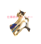 猫スタンピー（個別スタンプ：2）