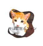 猫スタンピー（個別スタンプ：4）