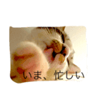猫スタンピー（個別スタンプ：6）