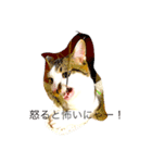 猫スタンピー（個別スタンプ：7）