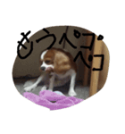 はち8/2（個別スタンプ：1）