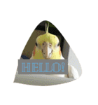 オカメインコのぷーとアン（個別スタンプ：1）