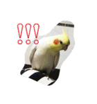 オカメインコのぷーとアン（個別スタンプ：2）