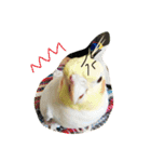 オカメインコのぷーとアン（個別スタンプ：3）
