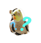 オカメインコのぷーとアン（個別スタンプ：5）