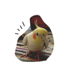 オカメインコのぷーとアン（個別スタンプ：7）