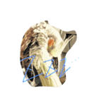 オカメインコのぷーとアン（個別スタンプ：8）