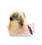オカメインコのぷーとアン（個別スタンプ：9）