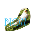オカメインコのぷーとアン（個別スタンプ：10）