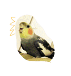オカメインコのぷーとアン（個別スタンプ：11）