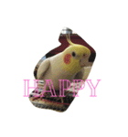 オカメインコのぷーとアン（個別スタンプ：12）