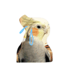 オカメインコのぷーとアン（個別スタンプ：13）