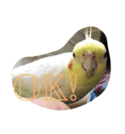 オカメインコのぷーとアン（個別スタンプ：16）