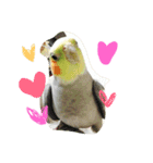 オカメインコのぷーとアン（個別スタンプ：18）