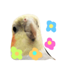 オカメインコのぷーとアン（個別スタンプ：19）