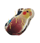 オカメインコのぷーとアン（個別スタンプ：20）