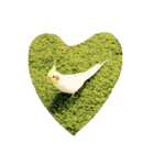 オカメインコのぷーとアン（個別スタンプ：23）