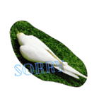 オカメインコのぷーとアン（個別スタンプ：25）