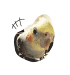 オカメインコのぷーとアン（個別スタンプ：30）