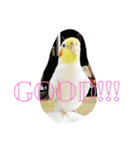 オカメインコのぷーとアン（個別スタンプ：31）
