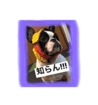フレンチブルドッグ はち（個別スタンプ：14）