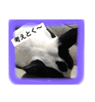フレンチブルドッグ はち（個別スタンプ：16）
