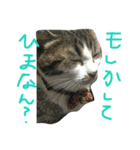みすけキャット2（個別スタンプ：1）