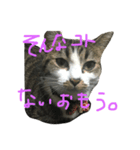 みすけキャット2（個別スタンプ：2）