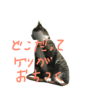みすけキャット2（個別スタンプ：3）