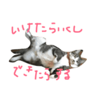 みすけキャット2（個別スタンプ：4）