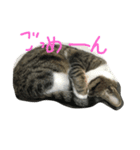 みすけキャット2（個別スタンプ：5）