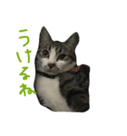 みすけキャット2（個別スタンプ：7）