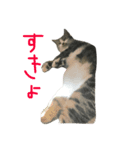 みすけキャット2（個別スタンプ：8）