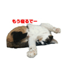 みーこスタンプ①（個別スタンプ：3）