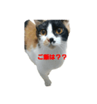 みーこスタンプ①（個別スタンプ：4）