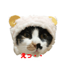 みーこスタンプ①（個別スタンプ：6）
