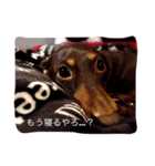 愛犬ナッツの日常②（個別スタンプ：5）