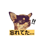 2チワワ（個別スタンプ：7）